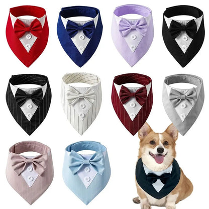 Bow Tie Collar