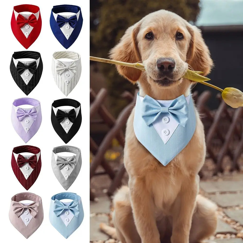 Bow Tie Collar